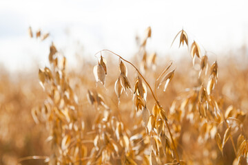 Ripe oatmeal in the field, ready for harvest.