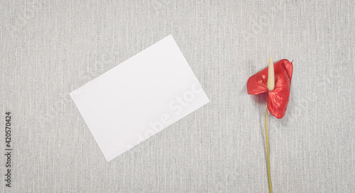 Carte D Invitation Blanche Sur Fond Gris Avec Une Fleur Rouge Pour Ecrire Un Message Invitation Vœux Wall Mural Odin Daniel