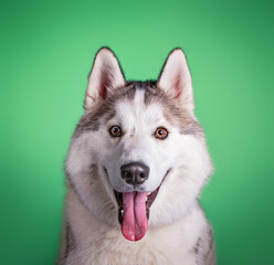 Obraz premium studio shot of a dog on an isolated background