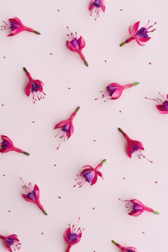 Pink fuchsia flower background
