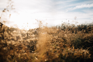Still life of fall wildflowers at sunset.