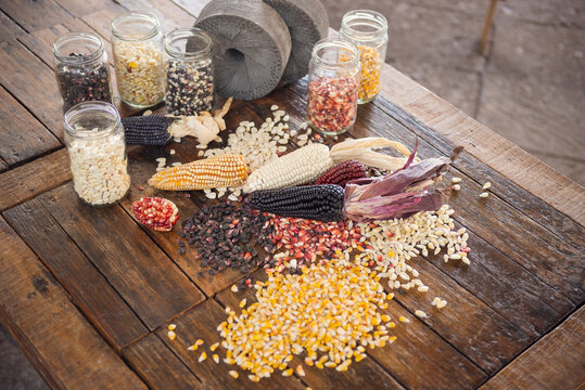 Different species and colors of corn on wooden table. Corn for tortillas on wooden table. Mexican food.