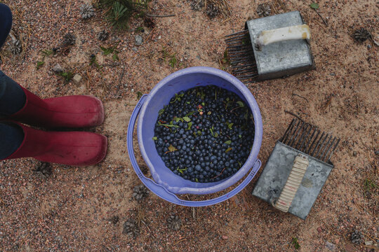 Bucket of blueberries and two berry pickers
