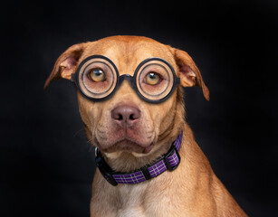 studio shot of a shelter dog on an isolated background wearing a costume