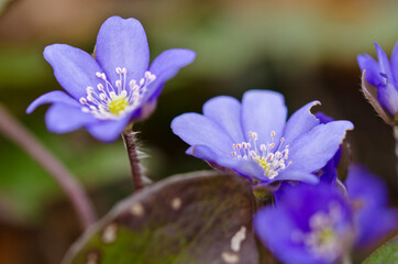 A group of beautiful small violet liverleafs, hepatica, in spring in a forest