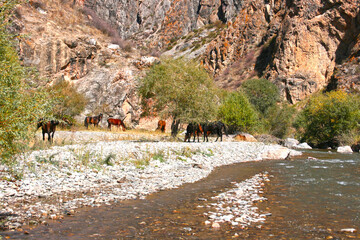Herd of horses is feeding near the river at mountains of Kyrgyzstan, Central Asia.