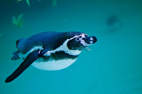 A Humboldt penguin in an under water enclosure in a zoo.