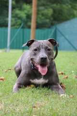 pit bull dog playing in the park. Sunny day