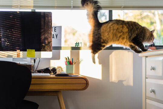 cat jumping on furniture