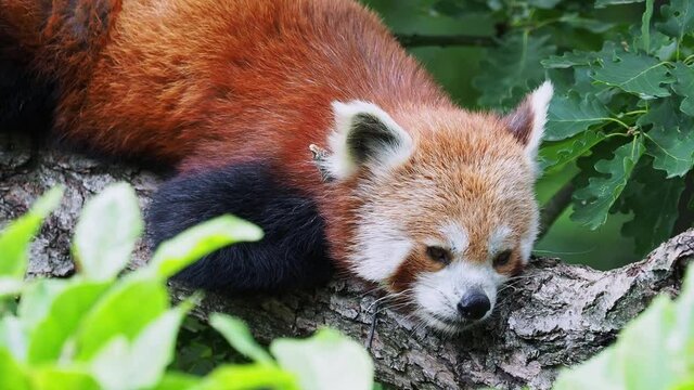 Red panda on the tree. Cute panda bear in forest habitat, Ailurus fulgens.