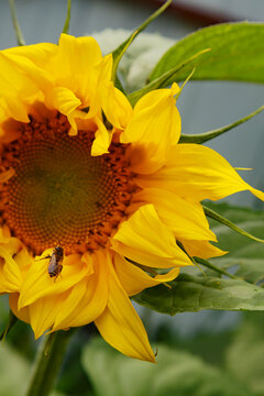 Bee sitting on fresh sunflower