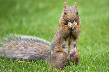 Obraz premium squirrel eating nut