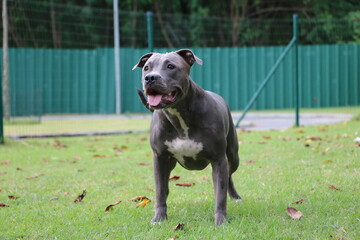 pit bull dog playing in the park. Sunny day