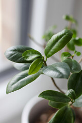 Close-up view Potted Ficus Bonsai on light windowsill