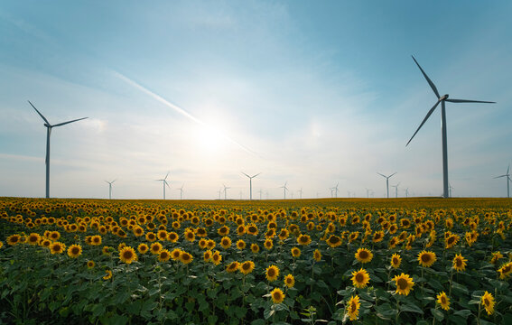 Windmill farm in a sunflowers field