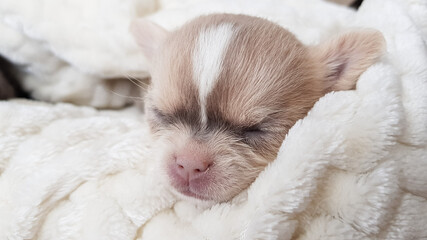 portrait of a cute white chihuahua puppy, the dog is sleeping on the bed