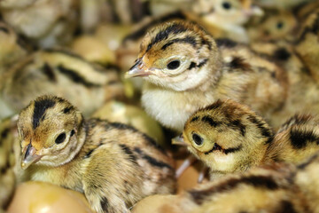 Baby pheasant in incubator, close up chicks hatched from an eggs in farm hatchery, after breeding...