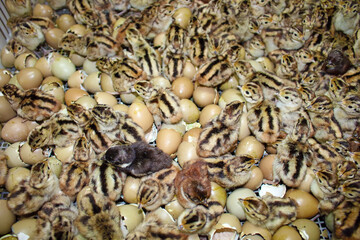 Baby pheasant in incubator, close up chicks in a hands hatched from an eggs in farm hatchery, after...