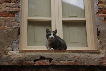 cat sits on the windowsills of a medieval house in Italy 