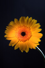 Yellow gerber on black background