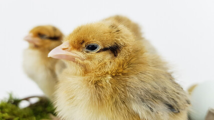 baby chicken on white background