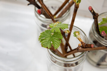 The cuttings of the grapes are sprouted in a jar of water. Sprouting of vines in the spring. The...