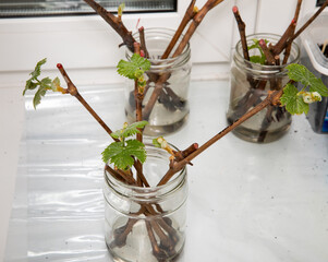 The cuttings of the grapes are sprouted in a jar of water. Sprouting of vines in the spring. The...