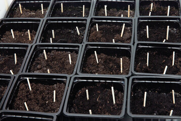 Germination of seeds in the ground in a germination tray in a plastic cup. Sticking matches in the ground from insects.