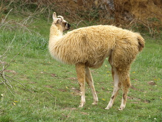 Fototapeta premium Vicuña (Vicugna vicugna) pastando en la hierba del zoo de Cabárceno, España