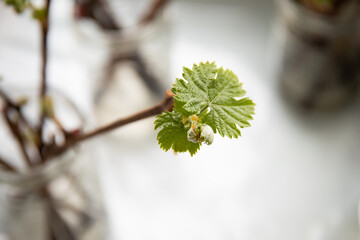 The cuttings of the grapes are sprouted in a jar of water. Sprouting of vines in the spring. The process of rooting the vine before planting in the ground. The first green leaves on the vine.