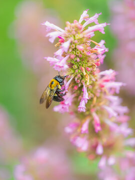 bee pollinating flower