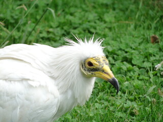 Cabeza y pecho de un joven alimoche (Neophron percnopterus) con su característico plumaje blanco y cabeza amarilla