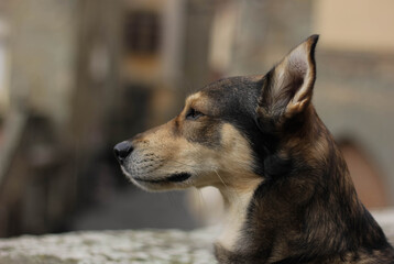 close up portrait of muzzle of dog looking up on brown blurred city background 