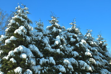 coniferous trees covered with snow in the winter park