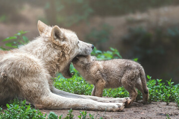 Fototapeta premium wolf in the zoo