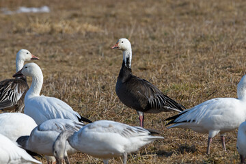Dark adult or blue morph Snow goose feeding in a corn field during the spring migration at Middle Creek Wildlife Management Area. Distinguished from other dark geese by uniform dark gray color.