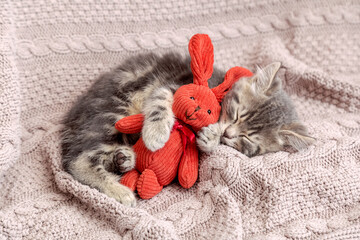 Kitten sleep on cozy blanket hug toy easter bunny. Fluffy tabby kitten snoozing comfortably with...