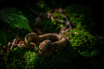 Rusty iron object on a moss covered rock in the forest; high contrast; copy space