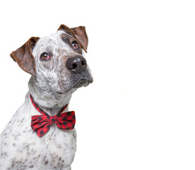 cute dog studio shot on an isolated background