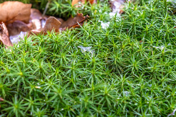 Mossy patch. Miniature landscape. Drone view imitation
