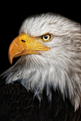 american bald eagle