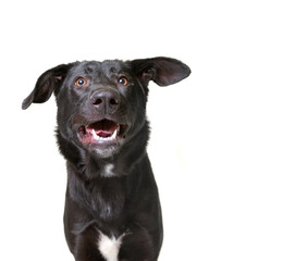 cute dog studio shot on an isolated white background
