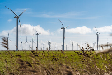Obraz premium Looking through reed on uge wind farm with blue, cloudy sky in background
