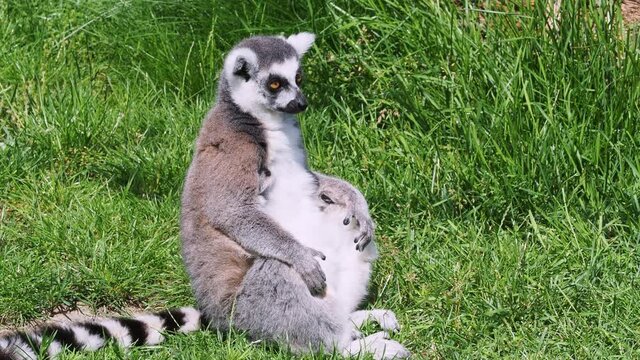 Ring tailed lemur in grass, Lemur catta.in grass (Lemur catta)