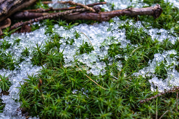 Mossy patch. Miniature landscape. Drone view imitation