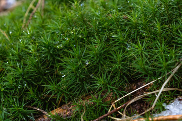 Mossy patch. Miniature landscape. Drone view imitation