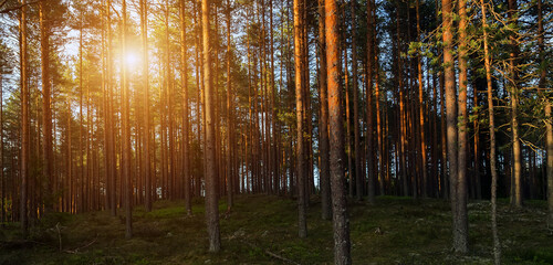Obraz premium Summer green trees sun rays shine in forest