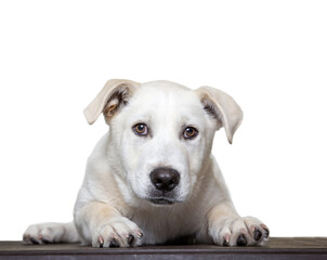 cute dog studio shot on an isolated white background