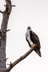 An osprey looks down from a dead tree in Merritt Island National Wildlife Refuge, Florida, USA.
