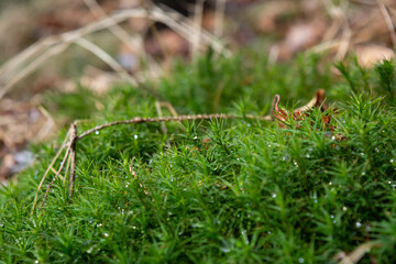 Mossy patch. Miniature landscape. Drone view imitation